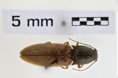 Foto (Dorsalansicht) von Hemicrepidius decoloratus (NHMW-ZOO-COL-0008937)